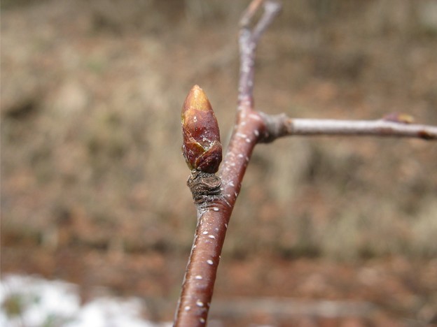 シラカバの冬芽と葉痕 Img 8568m 写真共有サイト フォト蔵