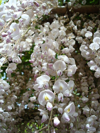 DSC00975