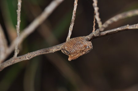 カマキリ科　ハラビロカマキリの卵鞘