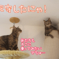 091102-【猫アニメ】天井は死守したにゃ！