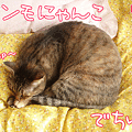 091109-【猫アニメ】お昼寝ツーショットにゃ