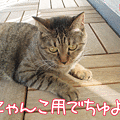 091128-【猫アニメ】にゃんこ用お土産買ってにゃ～！