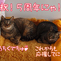 100307-【猫写真】祝！ブログ開設5周年にゃ！