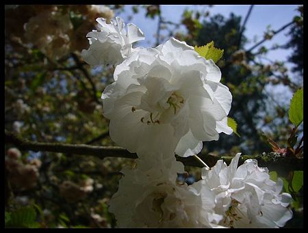 P2430822