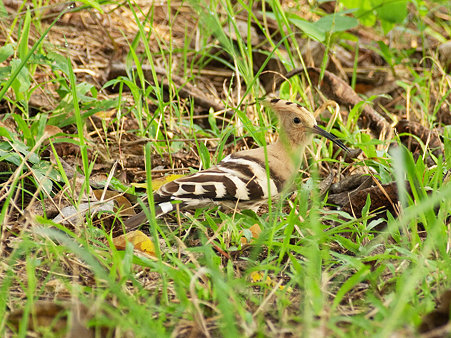 ヤツガシラ(Hoopoe) IMGP129571_R