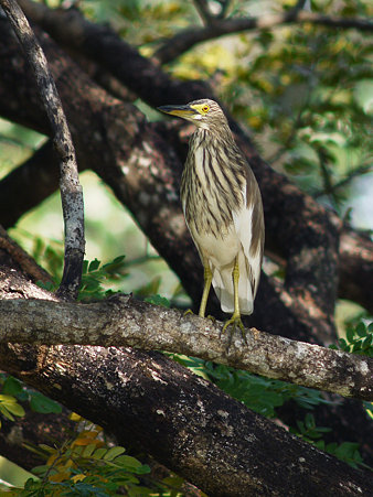 アカガシラサギ(Chinese Pond-heron) P1070357_R