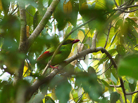 ヘキサン(Green Magpie) P1070859_R