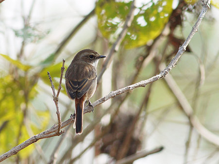 ヤマザキヒタキ(Grey Bushchat) P1070951_R