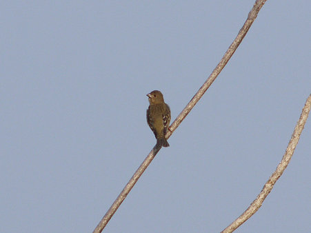 アカマシコ♀?(Common Rosefinch) P1080552_R