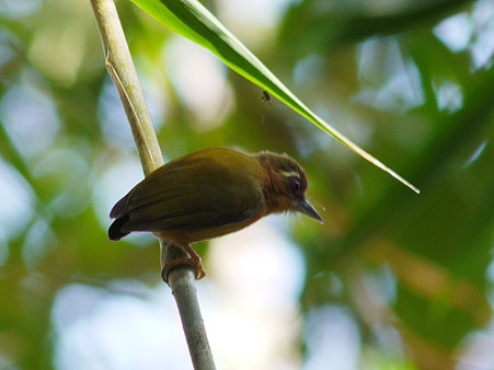 インドミツユビコゲラ(White-browed Piculet) P1110514_R