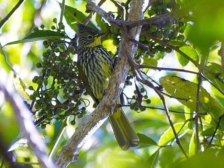 タテフヒヨドリ(Striated Bulbul) P1000135_R