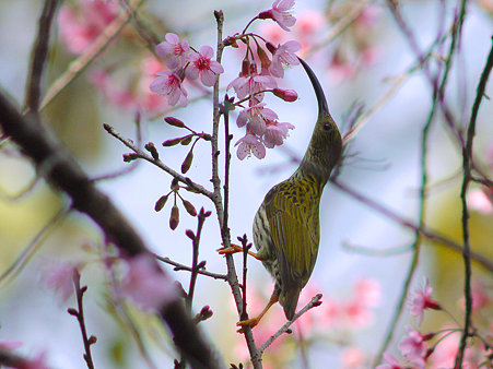 タテジマクモカリドリ(Streaked Spiderhunter) P1130382_R