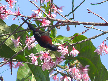 ムナグロタイヨウチョウ(Black-throated Sunbird) P1120981_R