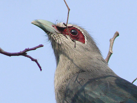 オニクロバンケンモドキ(Green-billed Malkoha) P1140572_RC