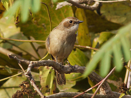 ヤマザキヒタキ(Grey Bushchat) P1150009_R