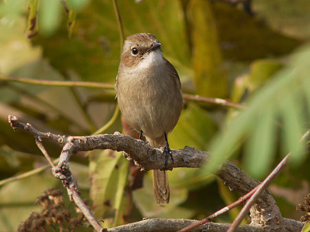 ヤマザキヒタキ(Grey Bushchat) P1140961_R
