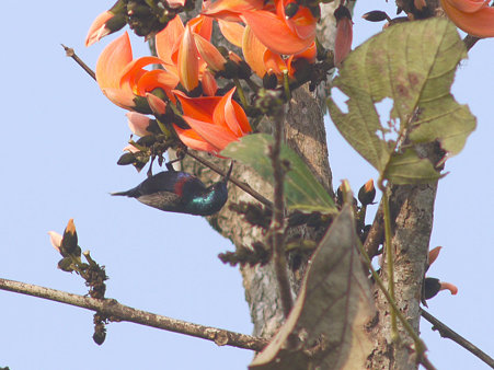 ムラサキタイヨウチョウ(Purple Sunbird) P1140826_R
