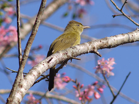 メジロヒヨドリ(Grey-eyed Bulbul) P1150171_R