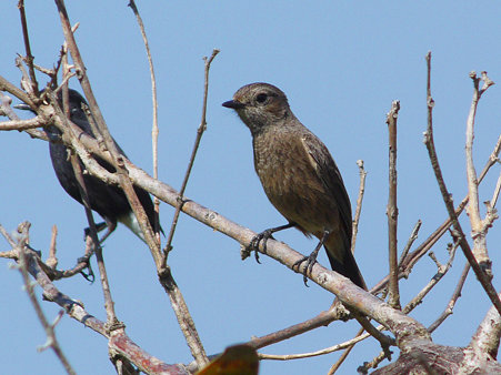 クロノビタキ(Pied Bushchat) P1010423_R2
