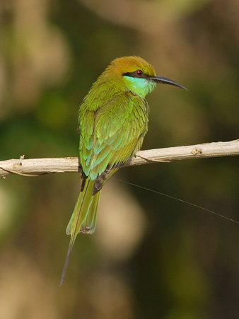 ミドリハチクイ(Green Bee-eater) P1020337_R