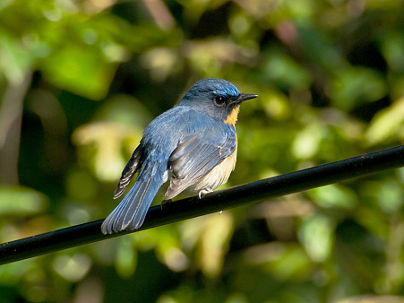 ミヤマヒメアオヒタキ(Hill Blue Flycatcher) IMGP102002_R2