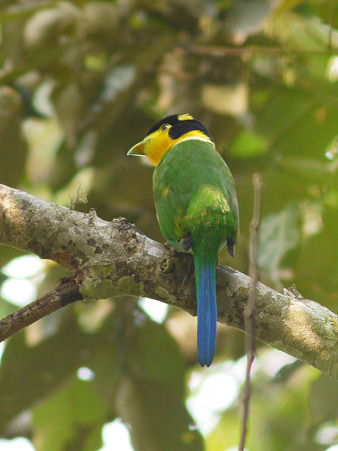 オナガヒロハシ(Long-tailed Broadbill) P1070142_R