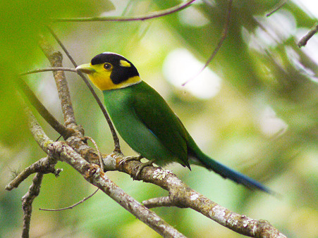 オナガヒロハシ(Long-tailed Broadbill) P1070152_R