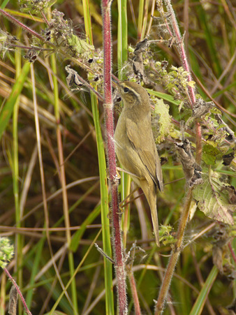 カラフトムジセッカ(Radde’s Warbler) P1270179_R