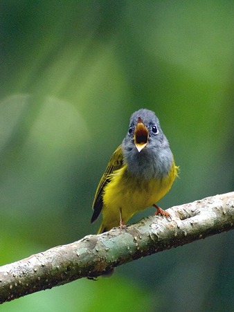 ハイムネヒタキ(Grey-headed Canary Flycatcher) IMGP110231_R2