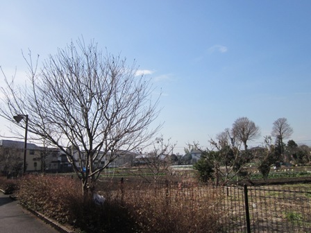 町田徒歩10分強圏の田舎風景