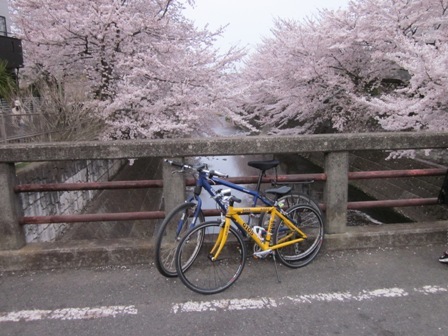 桜に自転車