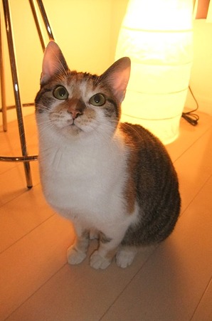 2009111502