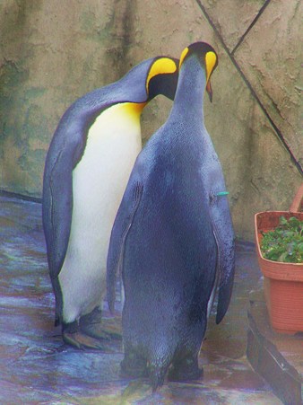 <b>福岡市動物園</b>のキングペンギン - て～げ～、て～げ～ なんくるなるさ <b>...</b>