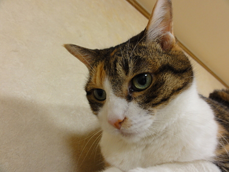 ミミ20100928