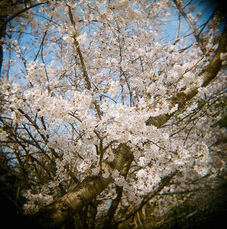 Cherry_blossom04162011holga_portra400vc01