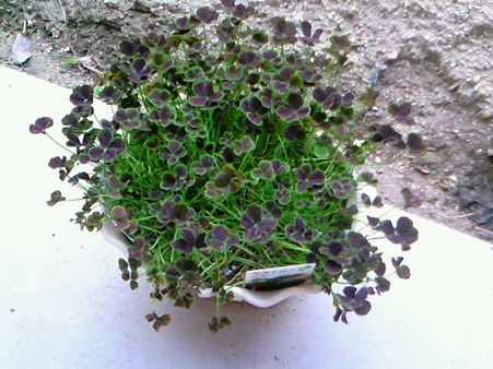 201005030549000
