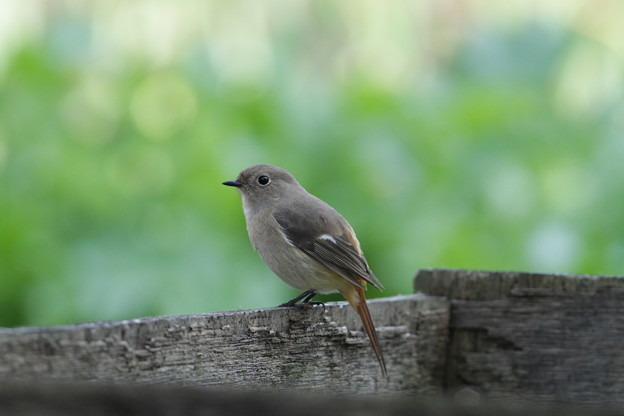 かわいい鳥さん 写真共有サイト フォト蔵