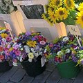 Photos: ヘルシンキの夏のお花
