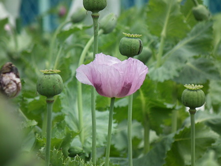 DSCF0229