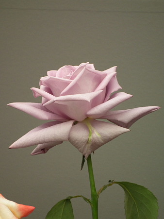 DSCF0743