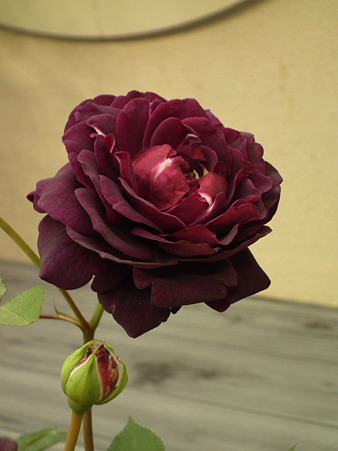 DSCF0070