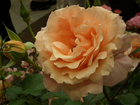DSCF0160