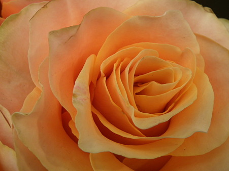DSCF0601