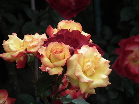 DSCF0278
