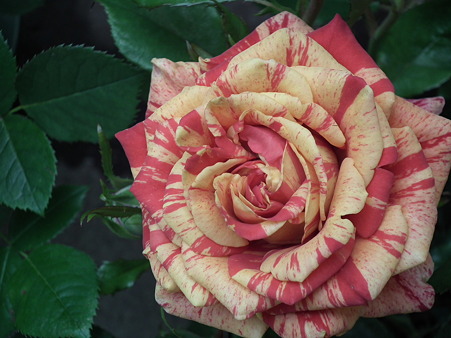 DSCF0494