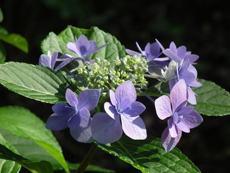DSCF0591