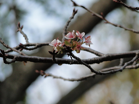 季節はずれの桜