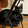 Photos: 拘束された黒猫のクーちゃん
