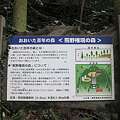 熊野権現の森の説明