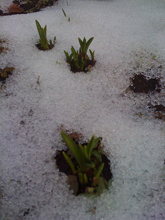 雪の間から鈴蘭が